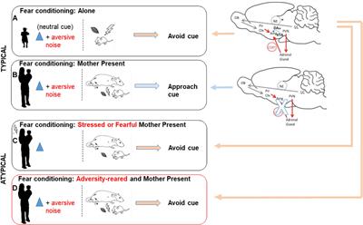 Infant Attachment and Social Modification of Stress Neurobiology